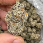 Buy Apple Fritter Strain Online