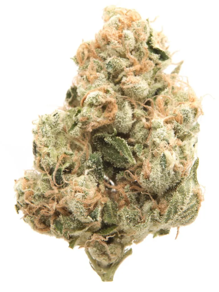 180124_47231_SourDiesel_1-2-768x1024-1.webp Buy Sour Diesel Strain - Image 1