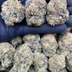 Blue Gelato Strain
