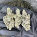 Bubblegum Popperz Strain