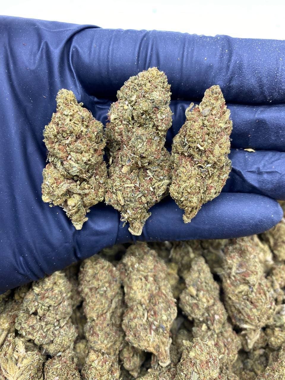 7.jpg Buy OG Kush Online - Image 1