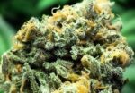 Buy Blue Dream Strain UK