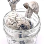 Buy Albino Penis Envy Mushrooms(APE) in UK