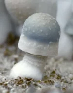 Buy Albino Penis Envy Mushrooms(APE) in UK - Image 4