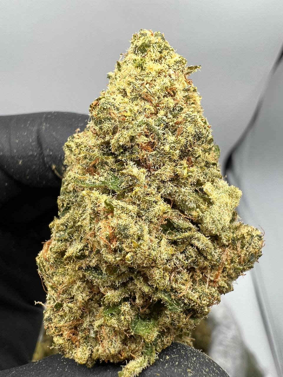 gg.jpg Buy Tropical Runtz strain - Image 1